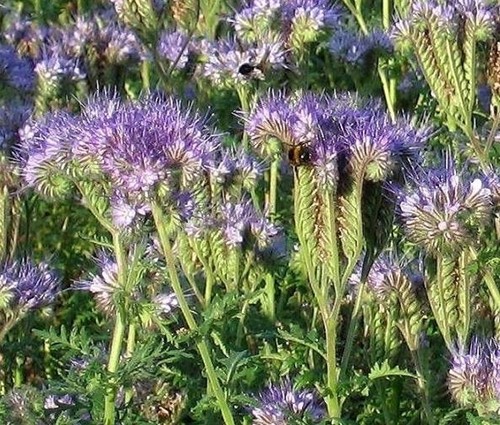 Gründünger Phacelia 1KG
