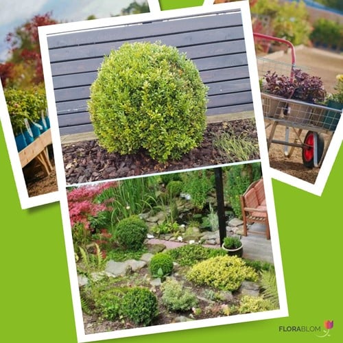 Ilex Crenata Caroline Upright - Japanische Stechpalme (Sechserpack)