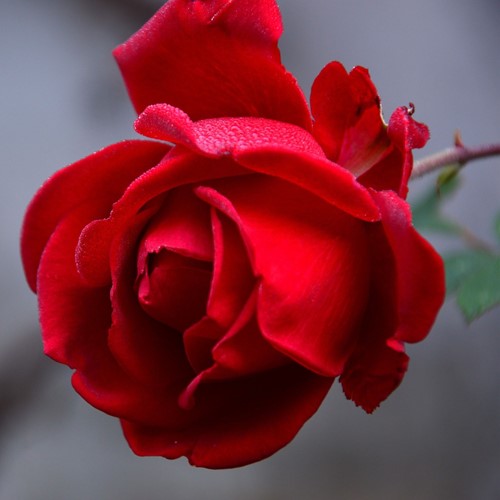Rose Ingrid Bergman - Großblumige Rosa