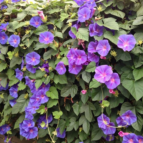 Ipomoea Grandiflora  - Purpur-Prunkwinde