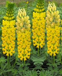 Pflanzzwiebeln kaufen? Online Top Qualität pflanzen und Gartenartikelen