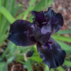 Deutsche Schwertlilie Black Knight - Iris Germanica (Dreierpack)