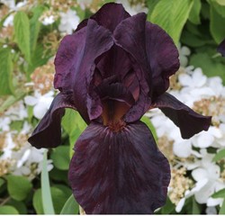 Deutsche Schwertlilie Black Knight - Iris Germanica