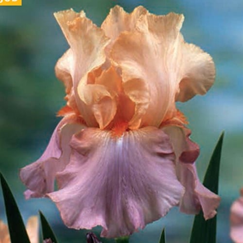 Iris Crazy for You - Schwertlilie