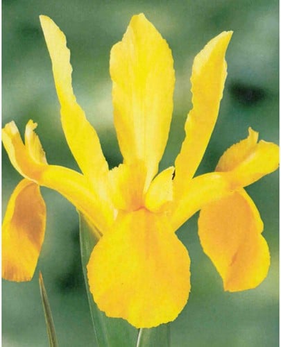 Iris Hollandica Gelb