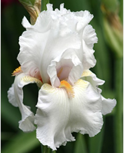 Deutsche Schwertlilie Immortality - Iris Germanica (Sechserpack)