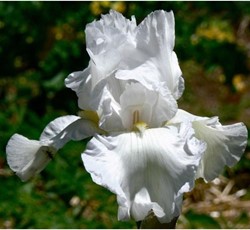 Iris germanica Immortality – Baardiris, Blauwe lis