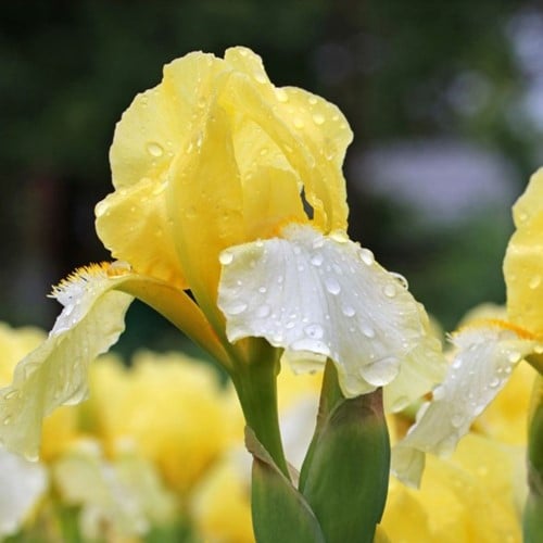 Deutsche Schwertlilie Lime Fizz - Iris Germanica