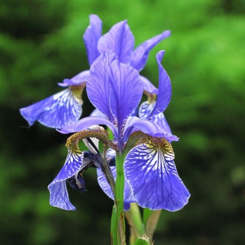 Iris Sibirica Perrys Blue - Schwertlilie