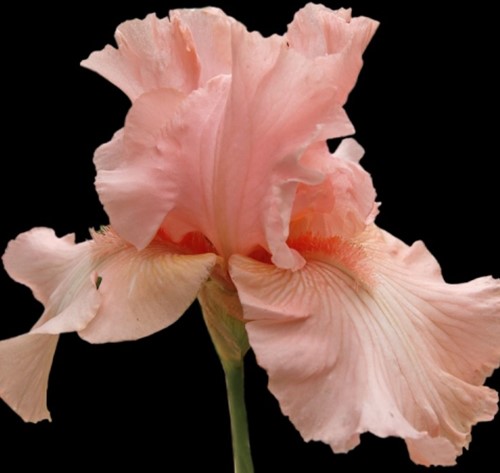 Iris Germanica Pin up Girl - Schwertlilie (Sechserpack)
