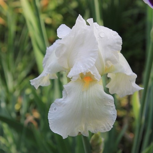Iris Sibirica Snow Queen - Schwertlilie (Sechserpack)
