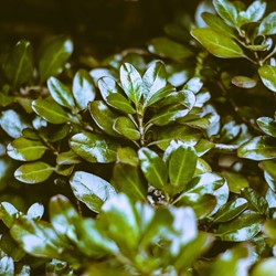 Ilex crenata Convexa - Japanische Stechpalme