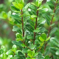 Ilex crenata Caroline Upright - Japanse Hulst (portmaat P9.5)