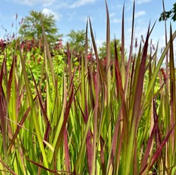Japanisches Blutgras Red Baron - Imperata cylindrica (Sechserpack)