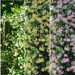Jasmin kaufen? Online Top Qualitt pflanzen und Gartenartikelen bestellen
