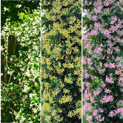 Jasmijn Mix - Toscaanse Jasmijn en Japanse Sterjasmijn
