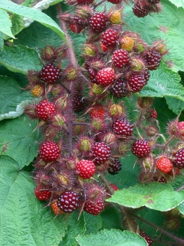 Rubus Phoenicolasius - Japanische Weinbeere