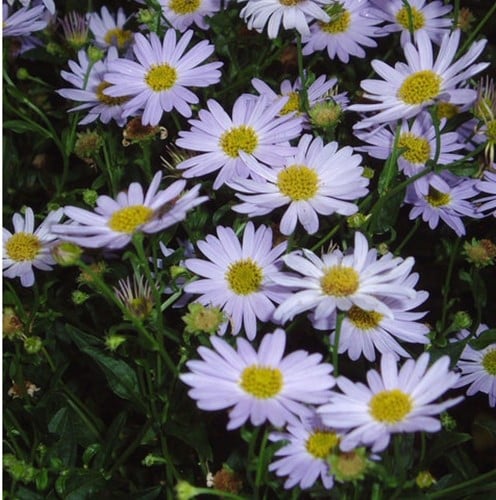 Kalimeris incisa Blue Star - Schönaster