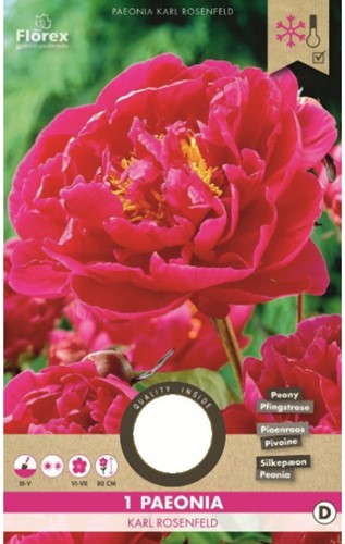 Pfingstrose Karl Rosenfield - Paeonia
