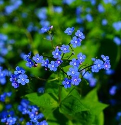 Kaukasus Vergi?meinnicht - Brunnera Macrophylla