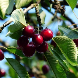 Kirsche Sylvia - Prunus avium