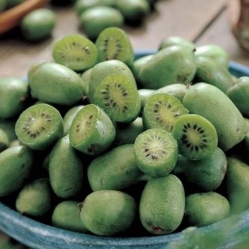 Actinidia Arguta Issai - Mini Kiwi