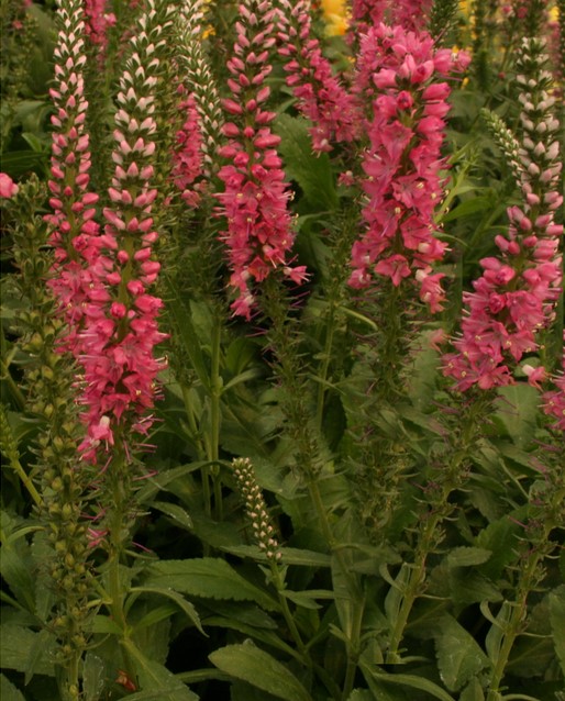 Veronica Spicata Rotfuchs kaufen? Einfach online bestellen