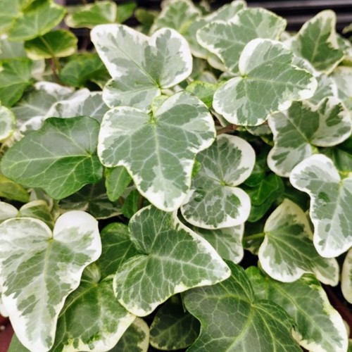 Hedera Helix Glacier (Sechserpack)