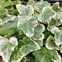 Efeu Glacier kaufen? Einfach online bestellen  Gartencenter Koeman