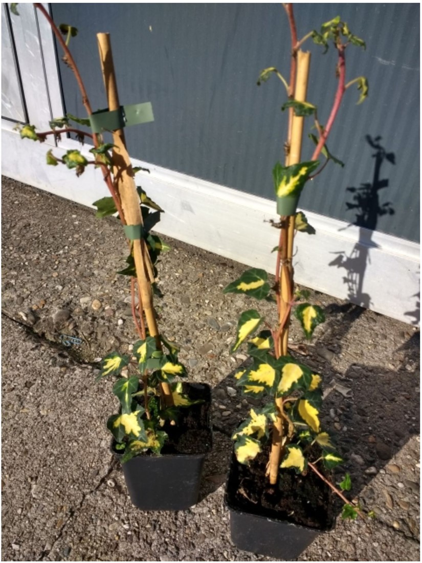 Gelbbunter Efeu Goldheart Hedera Helix C2 kaufen? Einfach online bestellen   Gartencenter Koeman