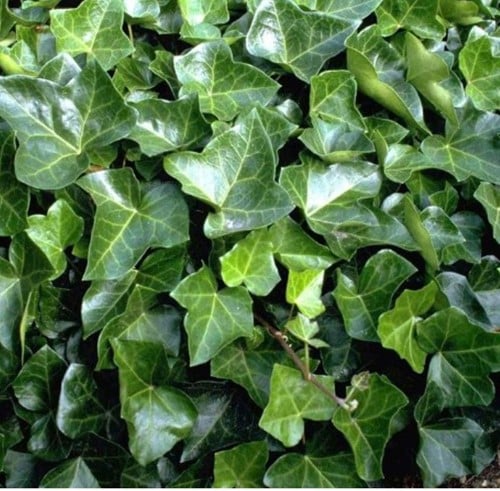 Efeu Woerner - Hedera Helix (Sechserpack)