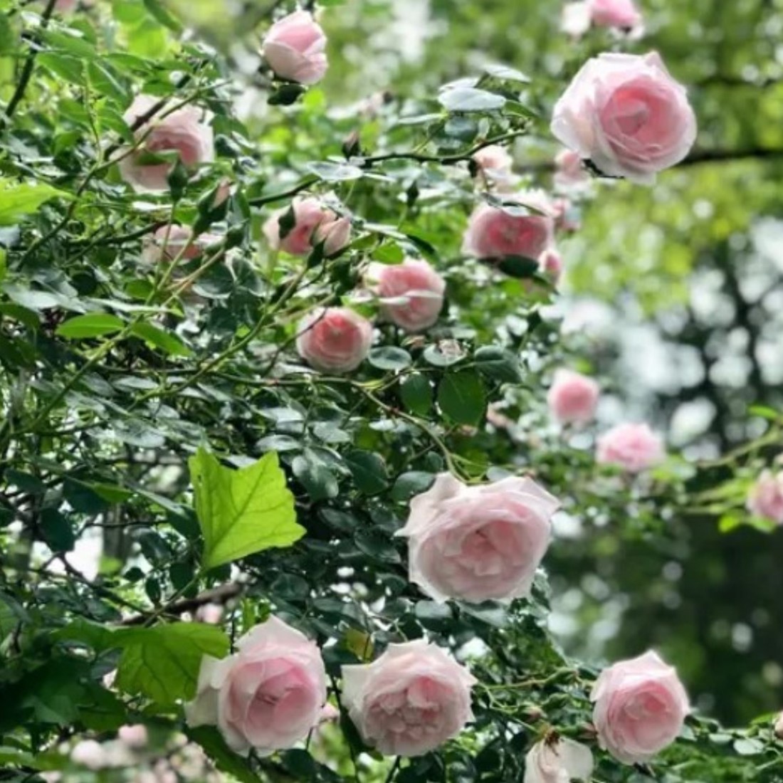 Rose Zeichnung NEW: Royal Blush Van Der Hulst Rozenkwekerijen