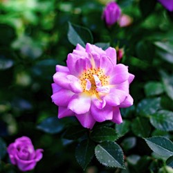 Kletter-Rose Veilchenblau - Rosa