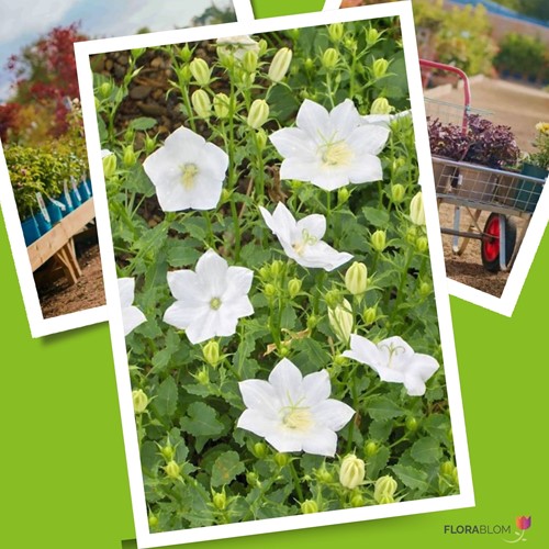 Glockenblume Wei?e Clips - Campanula (Sechserpack)