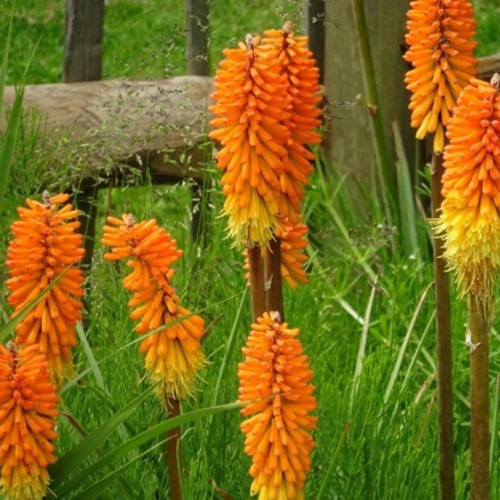 Kniphofia Royal Castle - Fackellilien