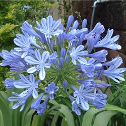 Agapanthus Blue Umbrella - Schmucklilie
