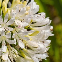 Agapanthus Umbelatum Weiß - Schmucklilie Weiß