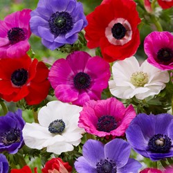 Anemone de Caen Mischung - Anemone coronaria