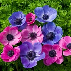 Anemone Lila & Rosa Mischung