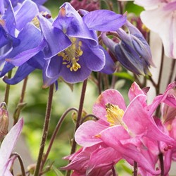 Aquilegia Mix - Akelei (Dreierpack)