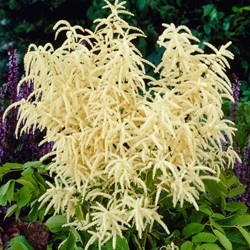 Aruncus dioicus - Wald-Geißbart