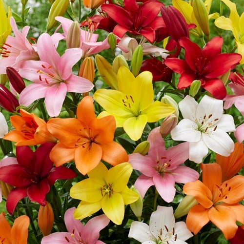 Asiatische Lilien Mischung (Großpackung)