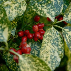 Aucuba Japonica crotonifolia - Brotfruchtbaum