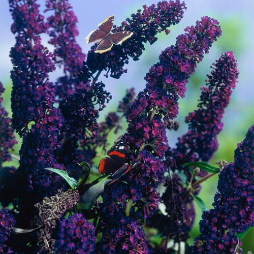 Schmetterlingsflieder Black Knight - Buddleja