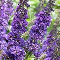 Schmetterlingsflieder Empire Blue - Buddleja