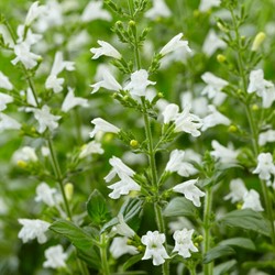 Calamintha Marvelette White - Bergminze