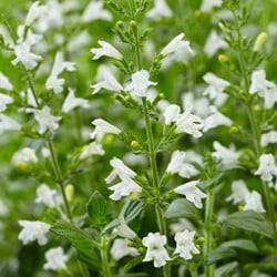 Calamintha Marvelette White - Bergminze (Secheserpack)