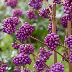 Callicarpa bodinieri Profusion - Chinesische Schönfrucht