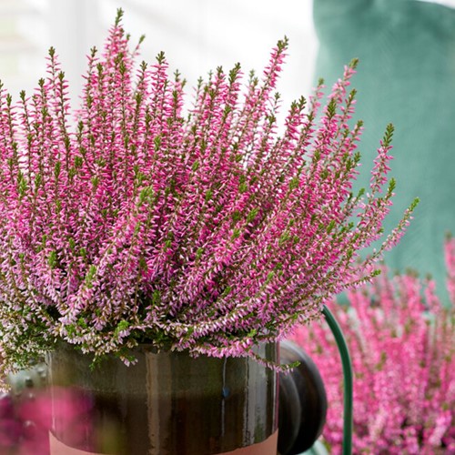 Besenheide - Calluna (Sechserpack)