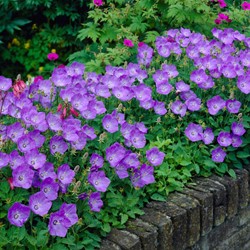 Klokjesbloem Blauwe Clips - Campanula carpatica